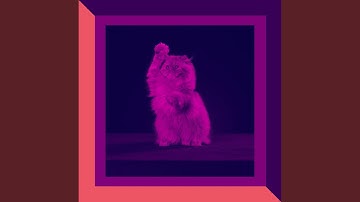 Retro Music for Lazy Cat Days