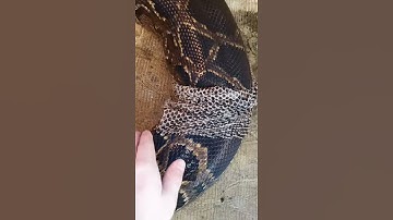 Python shedding skin