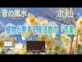 【自己肯定感UP・成功・自分軸・自己愛・人間関係・528 Hz】『水仙』による演奏「音の風水」♪（Part 45）