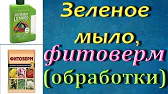 Орхидеи,узамба́рские фиалки,Самара🌺
