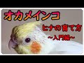 【オカメインコ】ヒナの育て方 自信がない人必見! 誰にだって育てることができます!