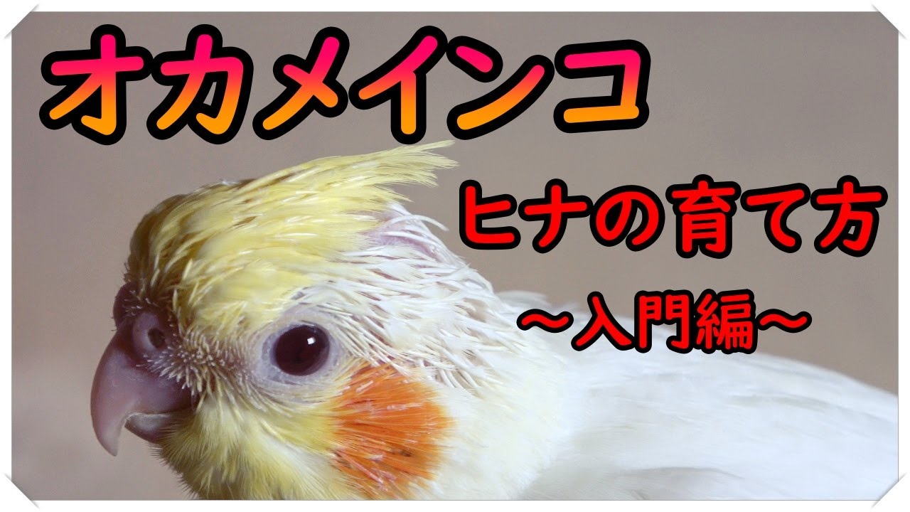 オカメインコ ヒナの育て方 自信がない人必見 誰にだって育てることができます Youtube