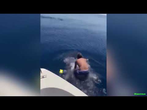 Китовая Акула прокатила человека верхом на спине!