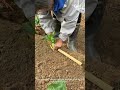 Genius Hack: Perfect Spacing for Your Garden! 🌱