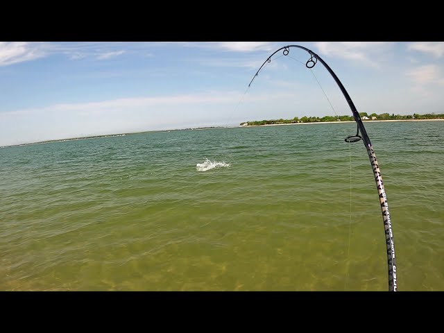 Awesome Surfcasting Trip With Large Spook Lure! 