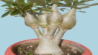 Customize Adenium Branches by V Grafting Seedlings Part II updated