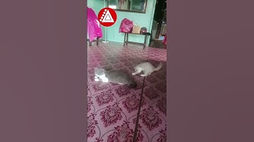 #reels #beritaviral #malaysia #viral #trending #trendingshorts #fypシ #trend #video #shorts #short