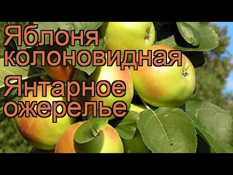 Яблоня колоновидная Янтарное ожерелье (malus) &#55356;&#57151; обзор: как сажать, саженцы яблони Янтарное ожерелье