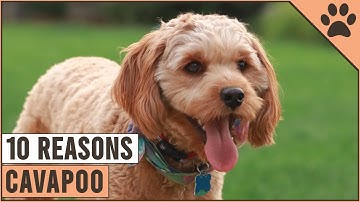 Top 10 Reasons Why You Should Get A Cavapoo | Dog World