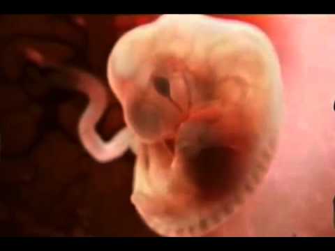 Видео: Как се развива бебето в утробата седмица след седмица?