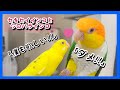 「僕も欲しい!!」人のおやつが欲しいインコw