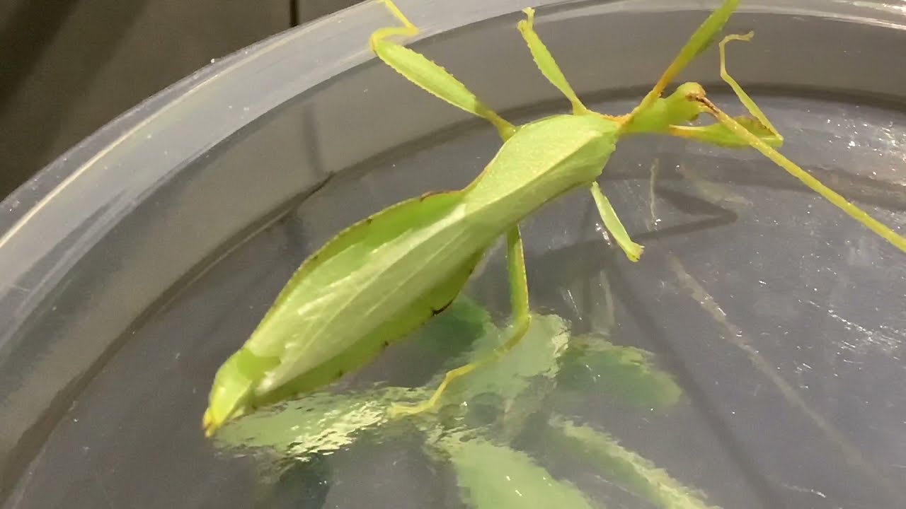 Leaf insect care information/gender reveal.  🍃
