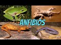 ANFIBIOS | Curiosidades de los Anfibios | Documentales para Niños y Aprender Animales Primaria Fácil