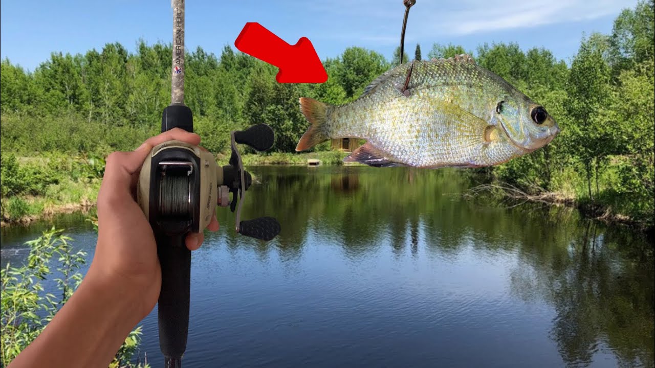 LIVEBAIT Fishing BIG Bass HEAVEN