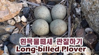 Long-billed Plover birdwatching. 흰목물떼새 관찰하기.