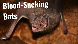 Vampire Bats: the Only Mammals to Feed on Blood