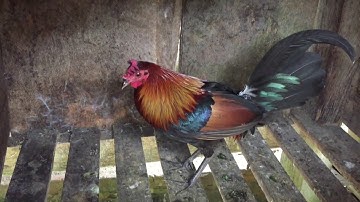 Cách nuôi gà rừng gà rừng rặc được 10 ngày truồng thuần và rạn người 50%