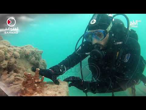 الغوص محميات جابر الكويت نجحت في الحفاظ واستيطان آلاف الكائنات البحرية