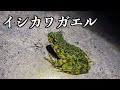 《奄美大島》両生類好きには憧れの天然記念物に会ってしまいました😭
