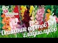 Описание сортов гладиолусов. Хитрости выращивания гладиолусов #urozhainye_gryadki