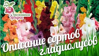 Гладиолус Ферджи: описание сорта, характеристики, выращивание и отзывы - Садовый мир