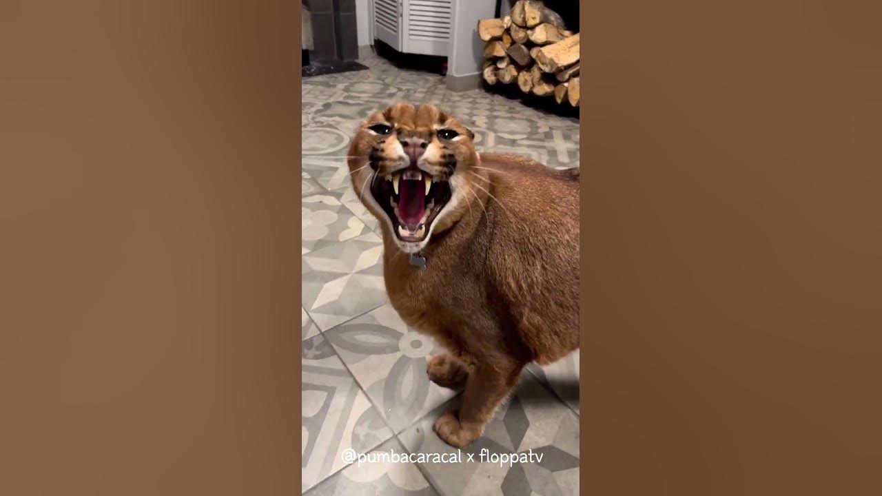 Caracal Pumba Hissing and Eating (ft. Izjuma) : Floppa #shorts - YouTube