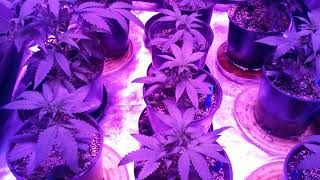 Super Grow Footfungus pt.11 clone update