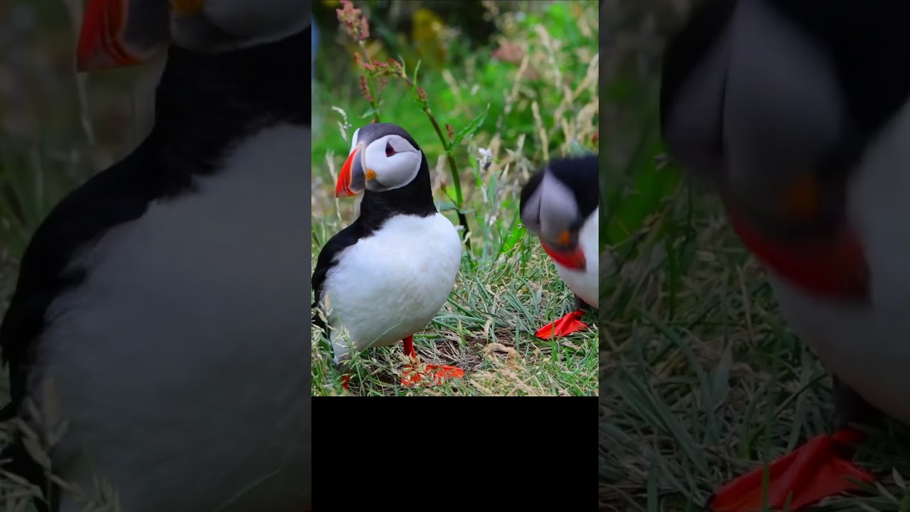 Unique Birds || Wildlife || Cute Birds || Amazon || Beautiful Birds 