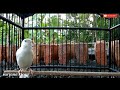 Pancingan Ampuh Untuk Kenari Macet Jadi Gacor Lagi Mp3 - Mp4 Download
