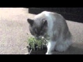 Cat goes vegetarian funny
