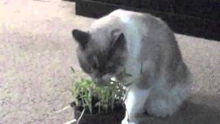 Cat Goes Vegetarian! FUNNY!