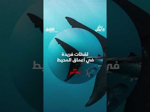 لقطات فريدة في أعماق المحيط