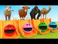 Nhạc Thiếu Nhi Chú Khủng Long - Liên Khúc Ca Nhạc Thiếu Nhi Remix Vui Nhộn - Bài Hát Động Vật