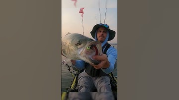 the first of many striped bass - epic morning jig bite