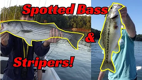 CRAZY DAY CATCHING STRIPERS AND BASS