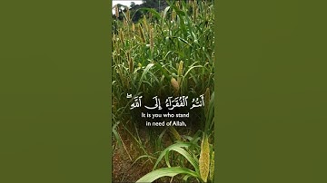 تلاوة تفوق الوصف بصوت تخشع له القلوب #تلاوة #elmulquranعلم #اكسبلور #المصحف #قران_كريم #trend