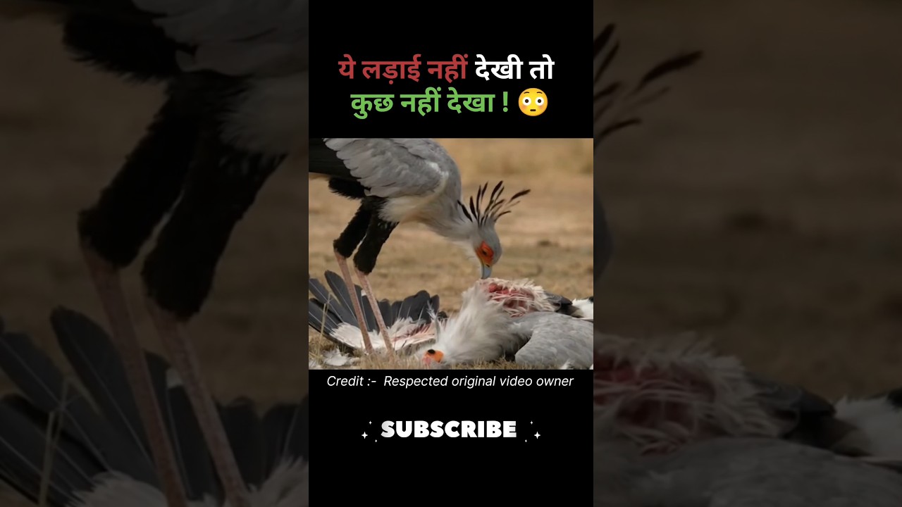 “छोटा शिकार बना बड़ी लड़ाई का कारण 😨 | Real Jungle Story”  #animalfight #jungle #shorts