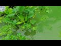 മീൻ വളർത്തൽ.... വളവന്നൂർ മീൻ വളർത്തൽ കേന്ദ്രം. വരമ്പനാ ലയിൽ നിന്നുള്ള വീഡിയോ..... cAgv.....