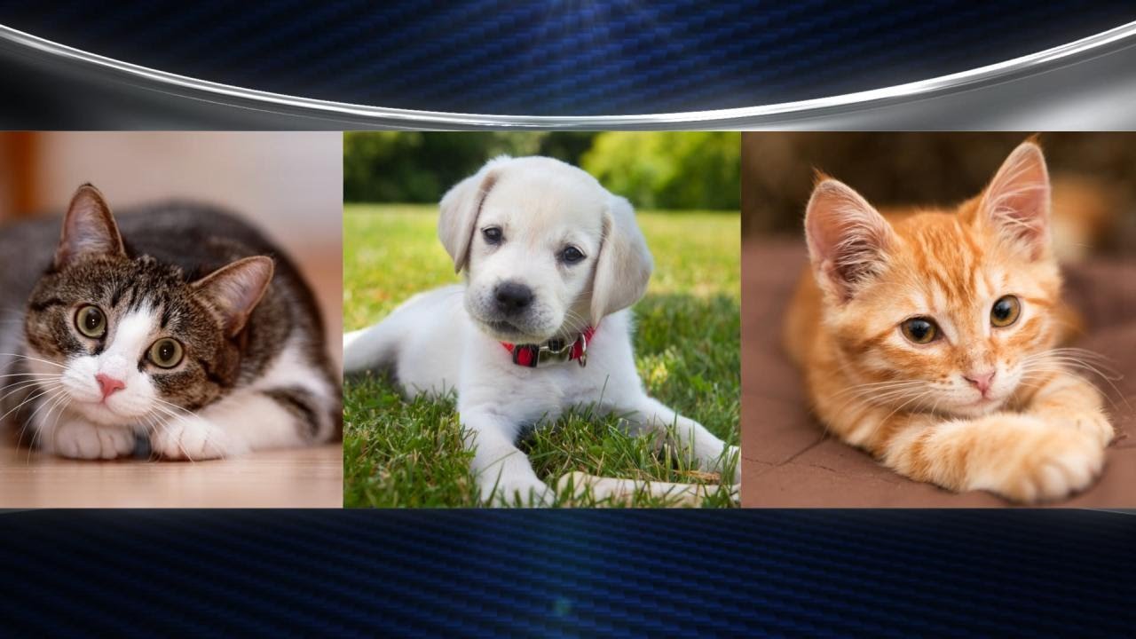 Divorce Court to Decide Pet Custody?