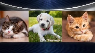 Divorce Court to Decide Pet Custody?