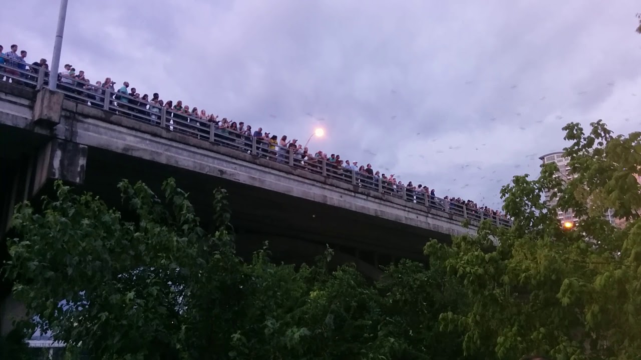 Bats in Austin YouTube