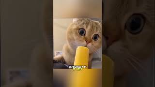 Cats Try Ice Cream And Gets Brain Freeze 🐱😂 #Funnyanimals #Shorts
