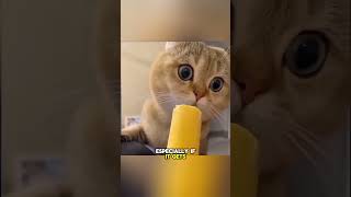 Cats Try Ice Cream And Gets Brain Freeze