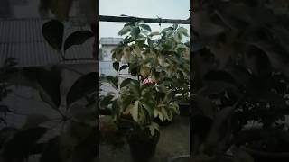 Cara Merawat Wali Songo Agar Tetap Subur