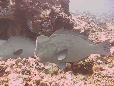 Diving Appo Reef Philipines 2019