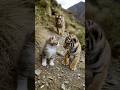 A Kitten and a Tiger Cub Form an Unlikely Friendship in the Mountains Mp3 Song