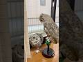 同居生活2ヶ月目のフクロウ達　た #フクロウ #owl