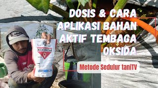 CARA APLIKASI BAHAN AKTIF TEMBAGA UNTUK MENCEGAH LAYU TANAMAN CABAI #bertani #pertanian #anaktanibt 