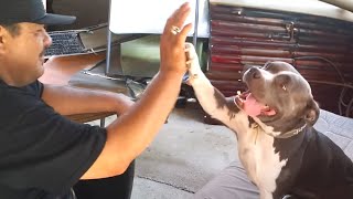 When You and Your Dog are the Perfect Duo 🤣 Funny Dog and Human by Funny Pet's Life 62,019 views 1 month ago 10 minutes, 41 seconds