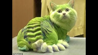 Kitty Crazy Jumper   LIVE stream Funny cats 2020